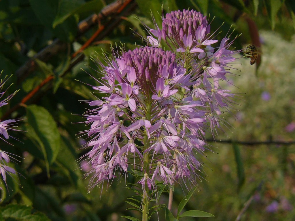 Rocky mountain cleome serrulata seeds flowers flower seedempire