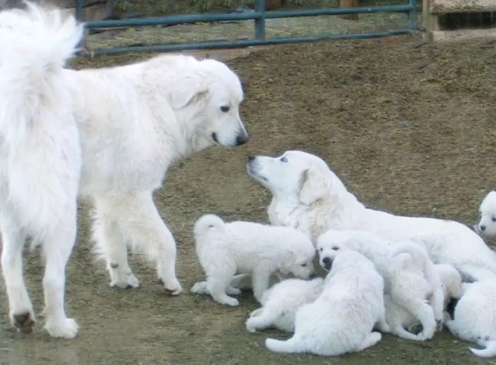 Puppies mountain colorado cali dogs litter had her