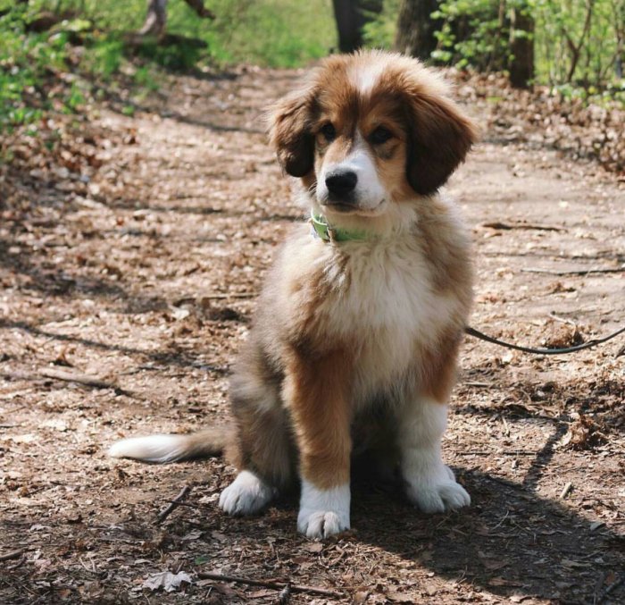 Bernese mountain dog pyrenees mix