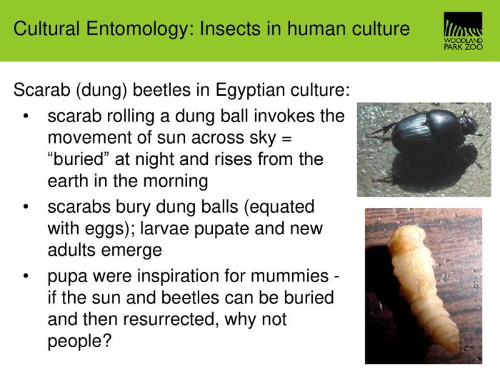 Cultural beliefs and practices related to bugs