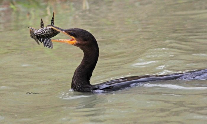 Birds and Fishing: A Springtime Activity