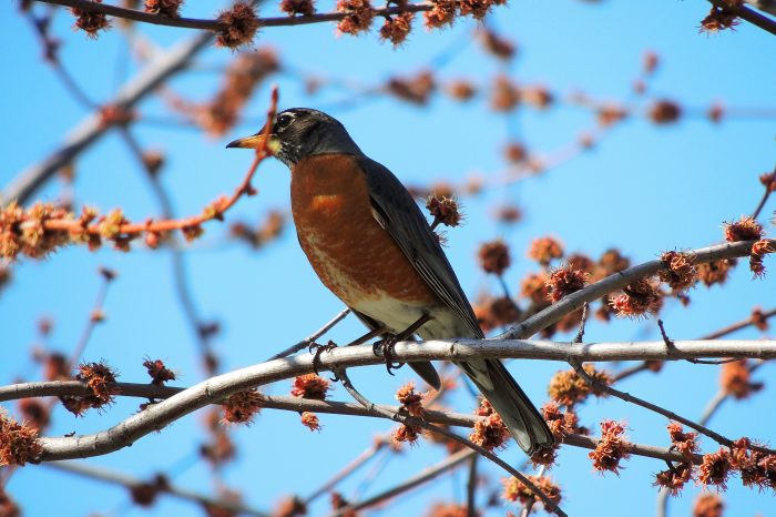 Bird Reading: A Springtime Story