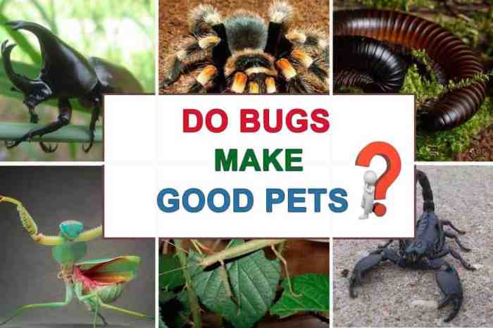 Bugs insects pets house spider ant vintage set big centipede mantis vector worm whip beetles snail locusts scorpion