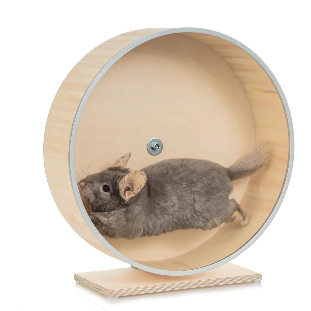 Chinchilla on a wheel