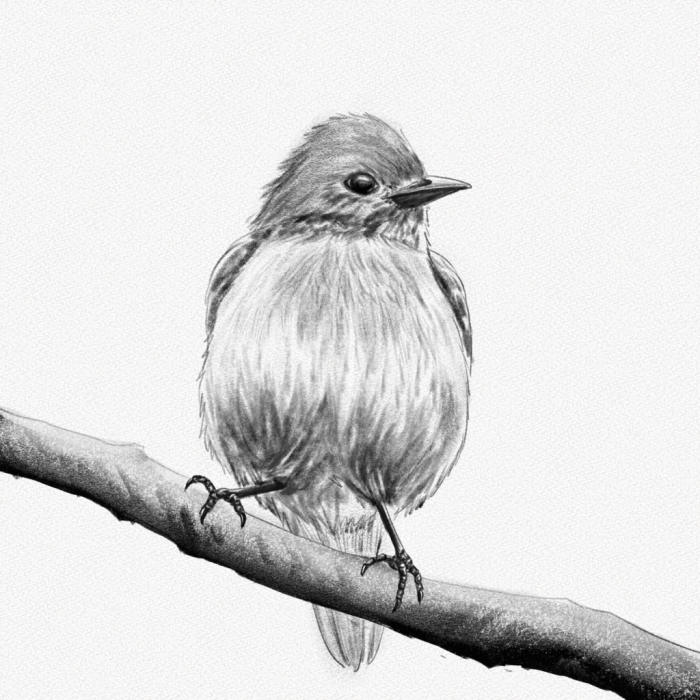 Birds in Drawing: A Springtime Sketch