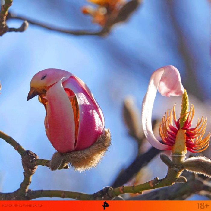 Birds and Magnolias: A Springtime Grandeur