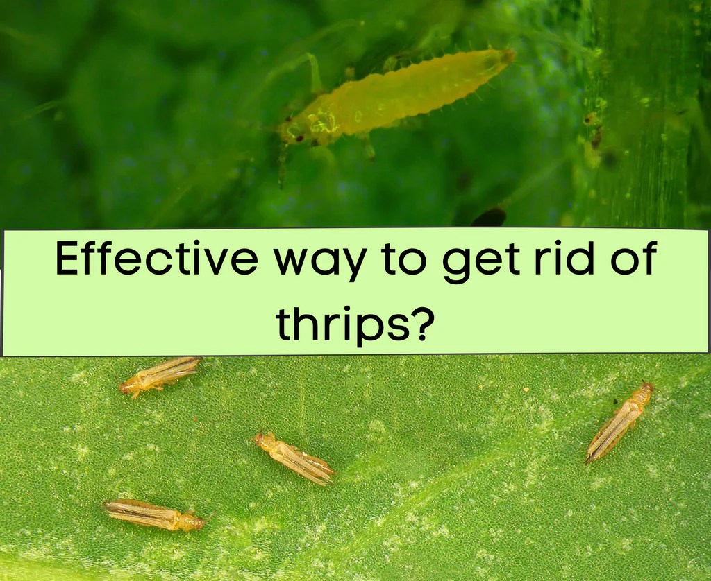 The effectiveness of natural repellents for thrips