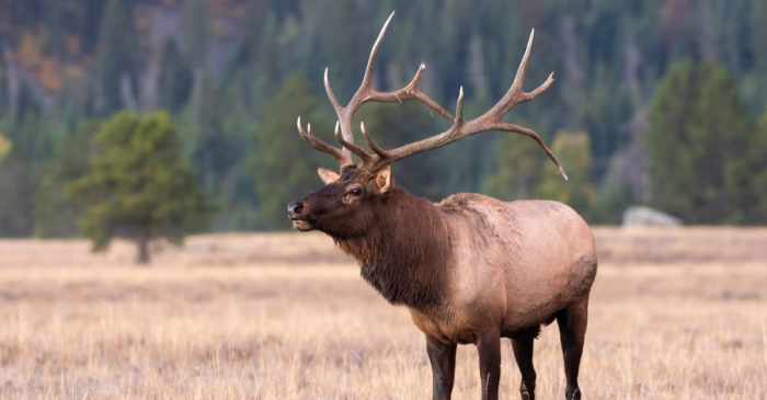 Elk alaska species roosevelt profile sign