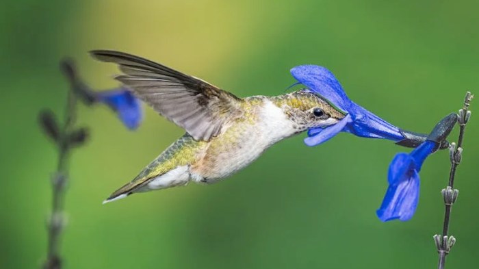 Hummingbirds as Symbols of Vitality and Energy