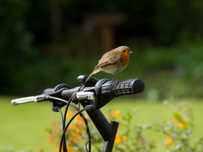 Birds and Cycling: A Springtime Ride