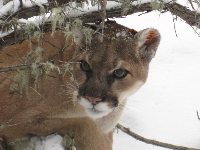 Colorado mountain lion