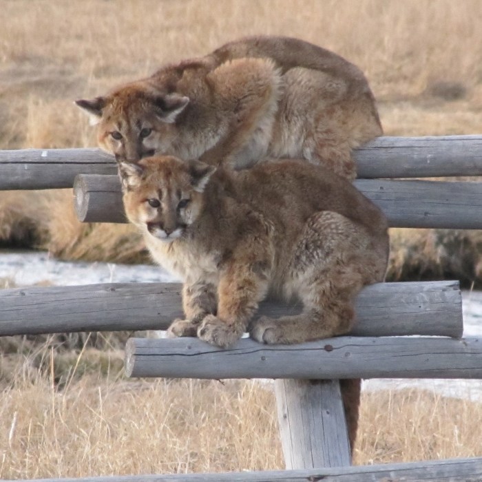 Fort randall dam south dakota mountain lion sightings