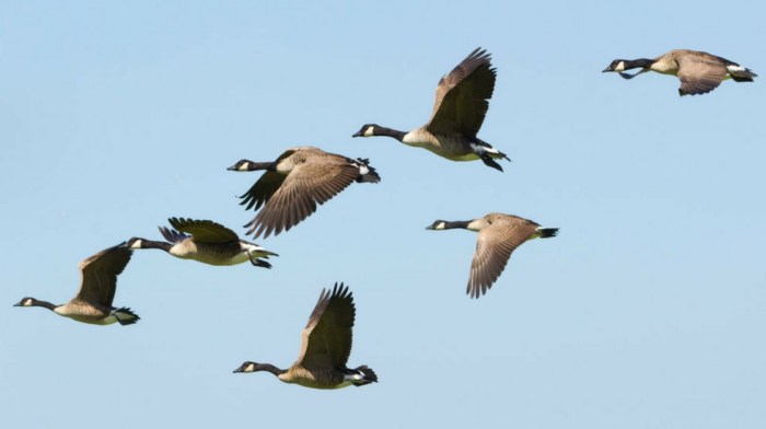 Geese migration