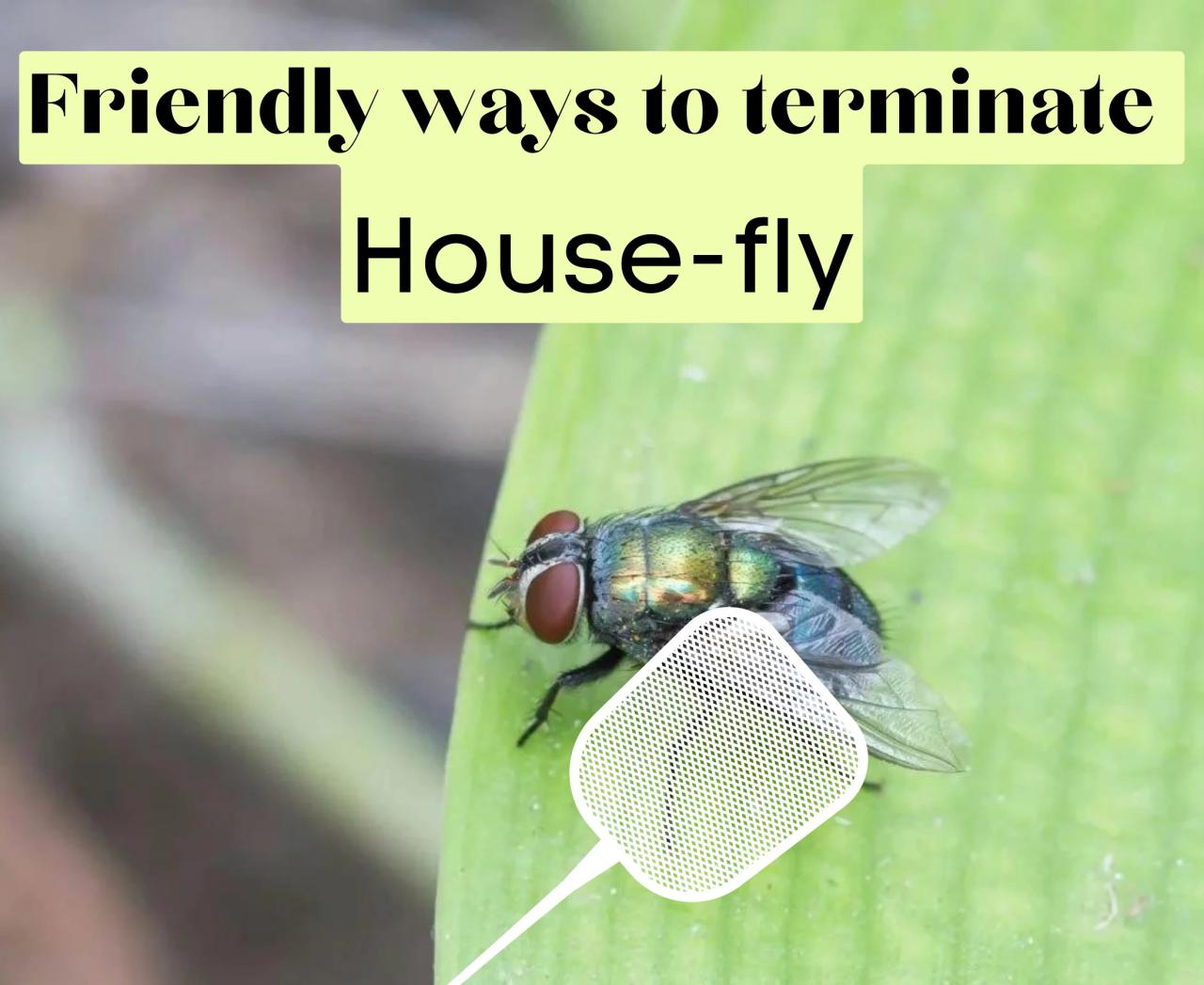 The effectiveness of natural repellents for house flies