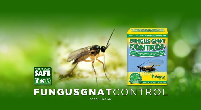 The effectiveness of natural repellents for fungus gnats