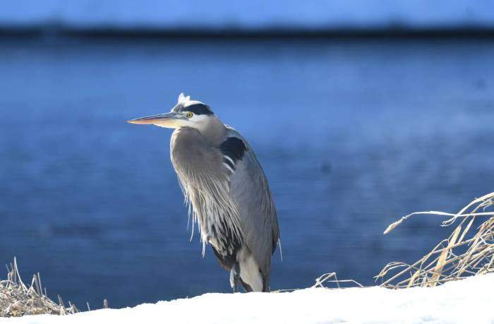 Heron image on wood