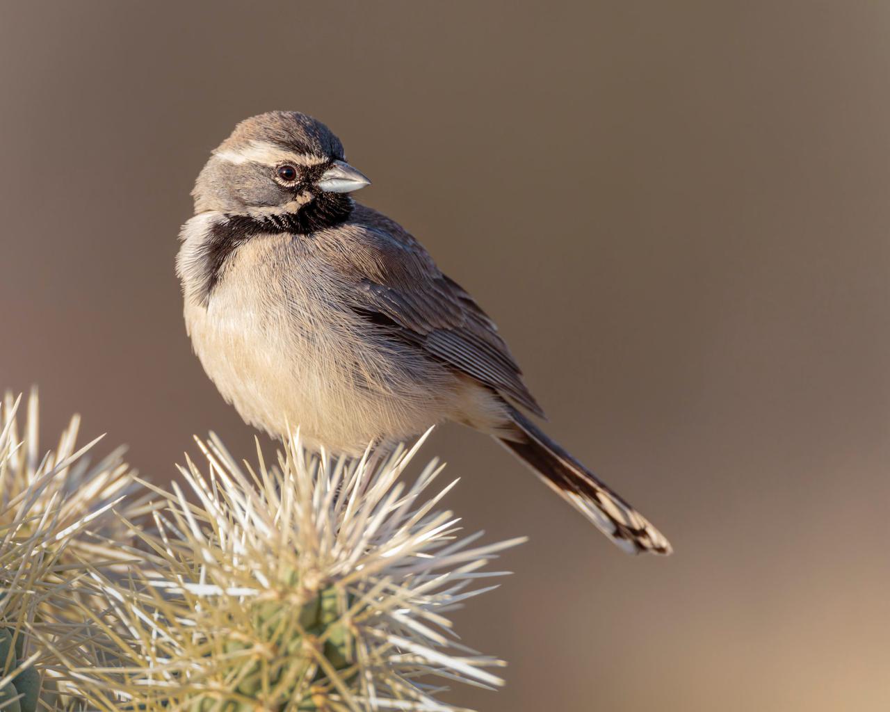 Birds of the Desert: Springtime in the Arid Lands