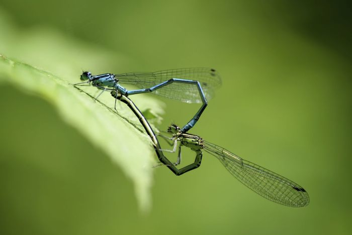 Birds and Dragonflies: A Springtime Acrobatics