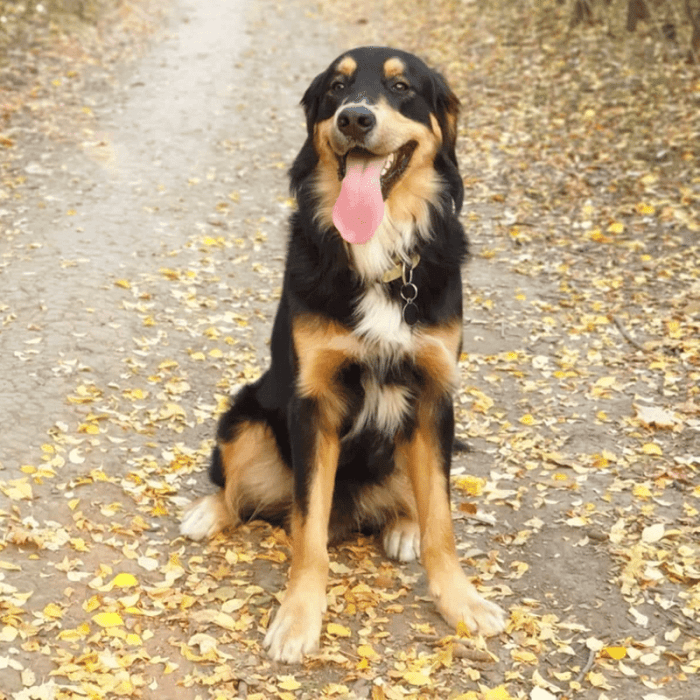 Mountain dog golden retriever