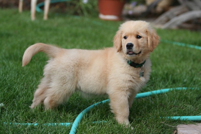 Retriever golden puppy standing puppies file wikipedia dog dogs world baby pup retreiver koepek pups yavrusu size