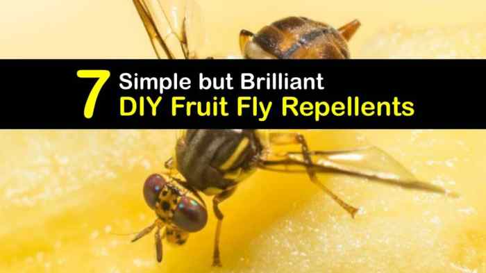 The effectiveness of natural repellents for fruit flies