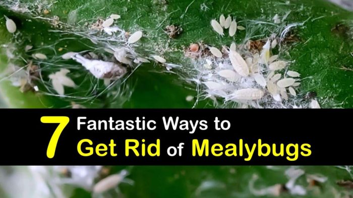 The effectiveness of natural repellents for mealybugs