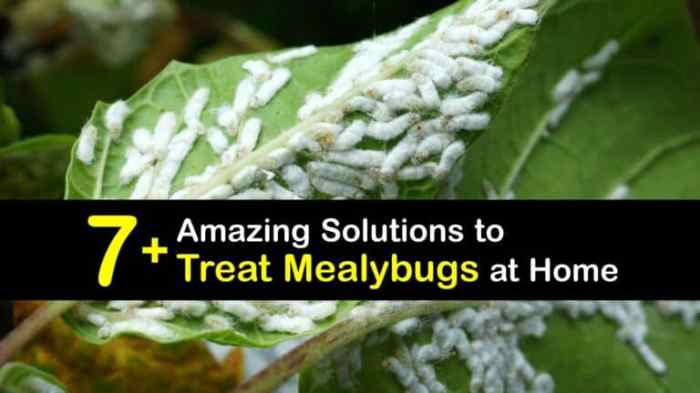 The effectiveness of natural repellents for mealybugs