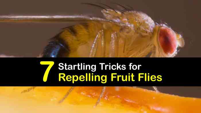 Flies prevent sloely