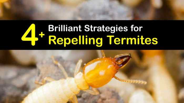 The effectiveness of natural repellents for termites