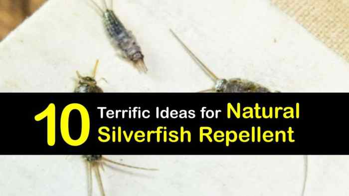 The effectiveness of natural repellents for silverfish