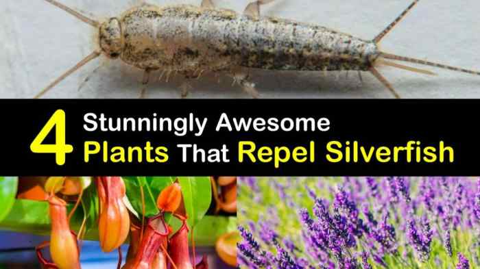 The effectiveness of natural repellents for silverfish