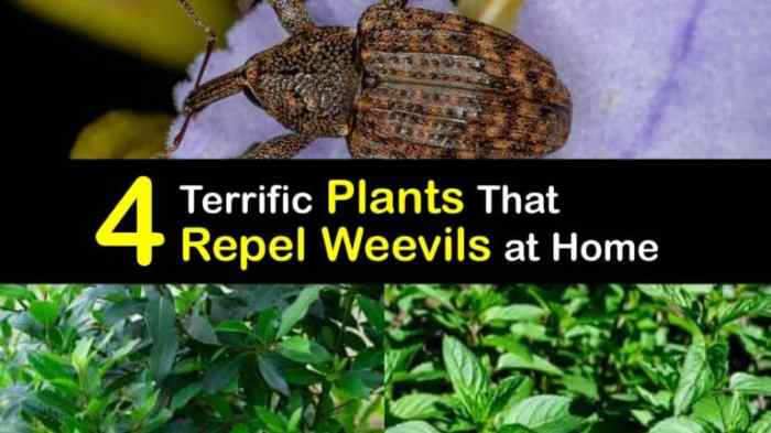 The effectiveness of natural repellents for weevils