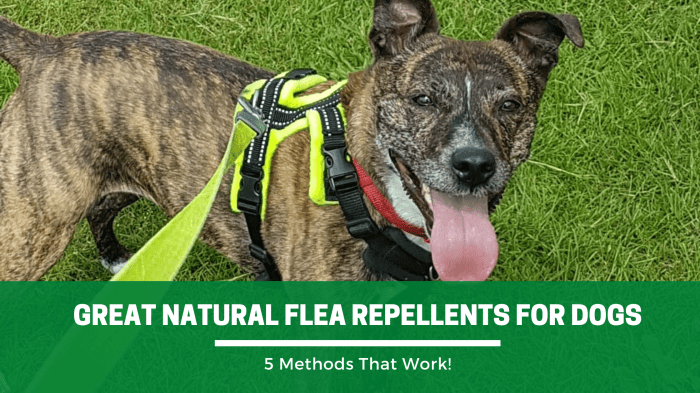 The effectiveness of natural repellents for fleas