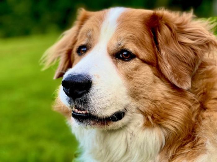 Great pyrenees bernese mountain dog mix