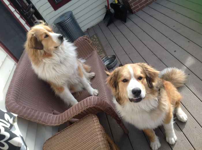 Bernese collie pyrenees mixes bermese retriever lorren shepard owalo