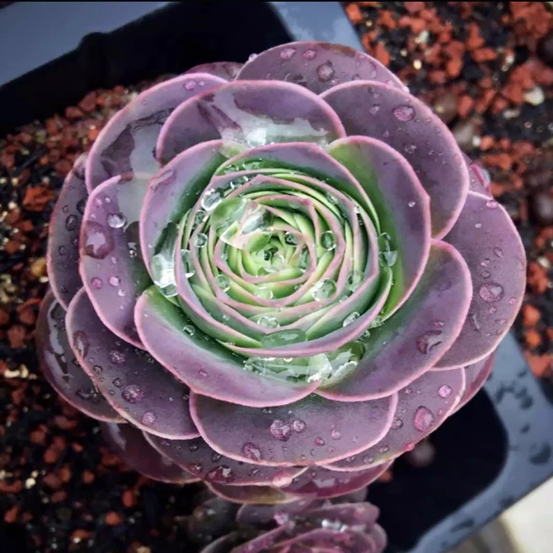 Growing succulents greenovia mountain rose succulent