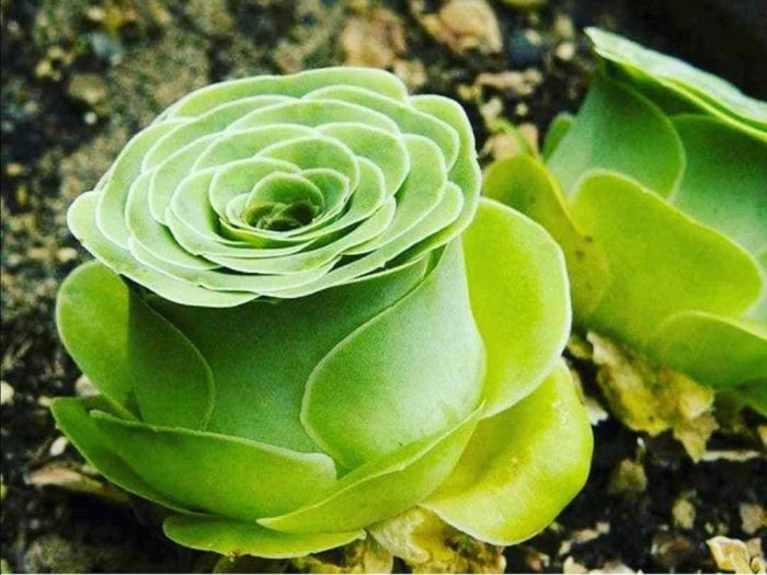 Rose succulent greenovia aeonium care green mountain plants succulents buds garden