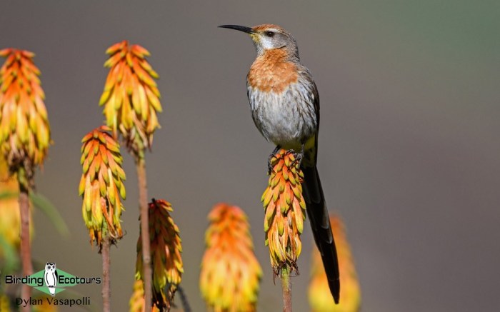 Birds and Nectar: A Springtime Feast