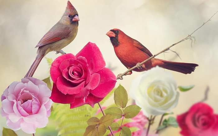 Birds and Roses: A Springtime Romance