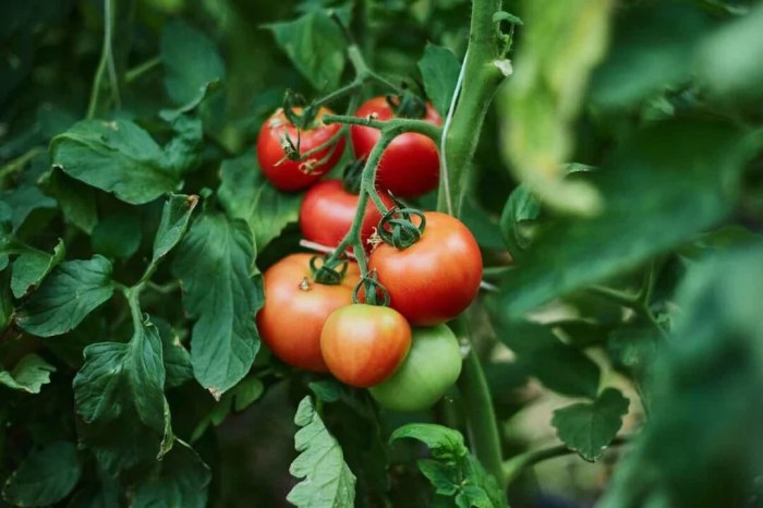 Mountain fresh tomato