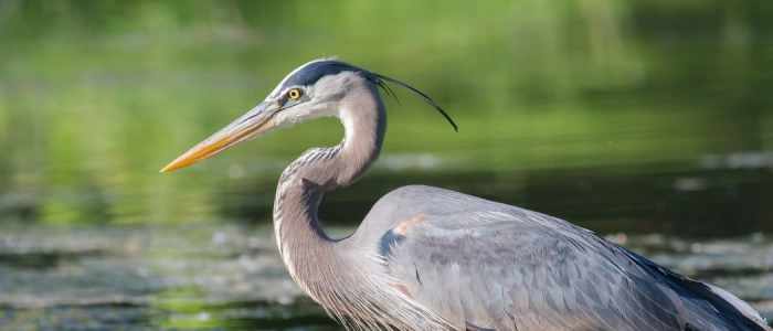 Heron image on wood