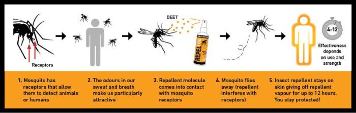 The effectiveness of natural repellents for beetles