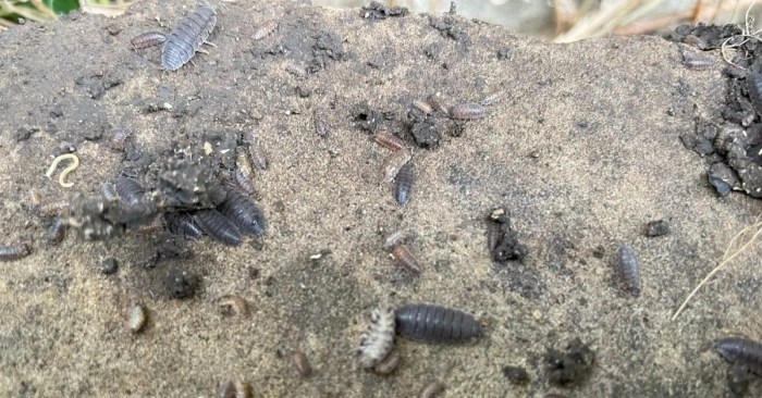 The effectiveness of natural repellents for woodlice