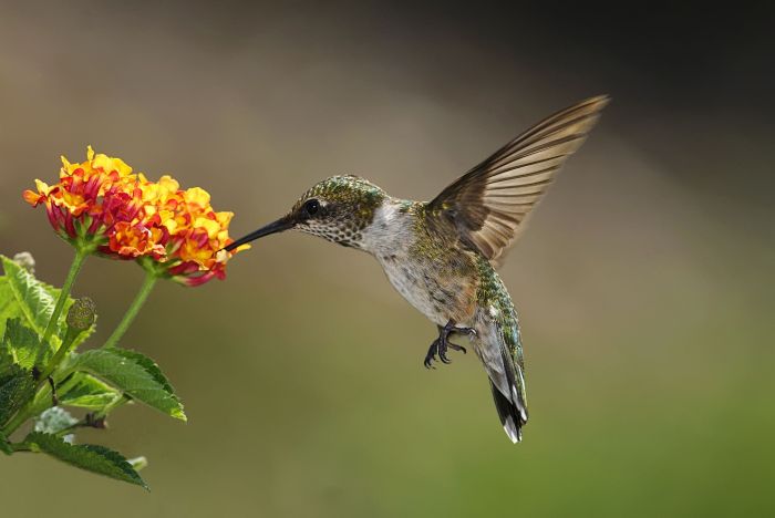 Flower drinking hummingbird nectar female red anna balboa park cactus birds garden old