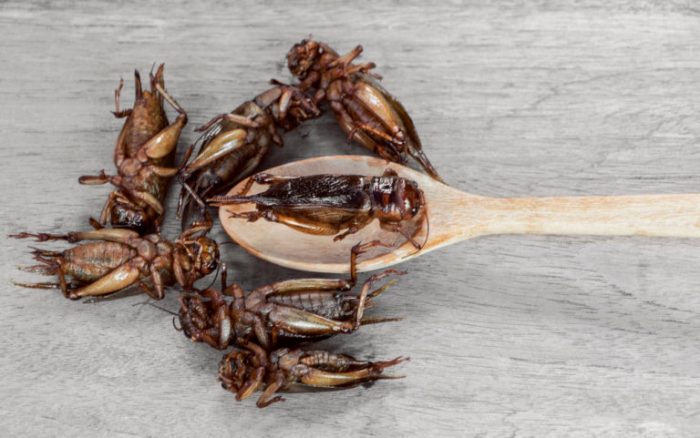 Protein insects insect bugging whey