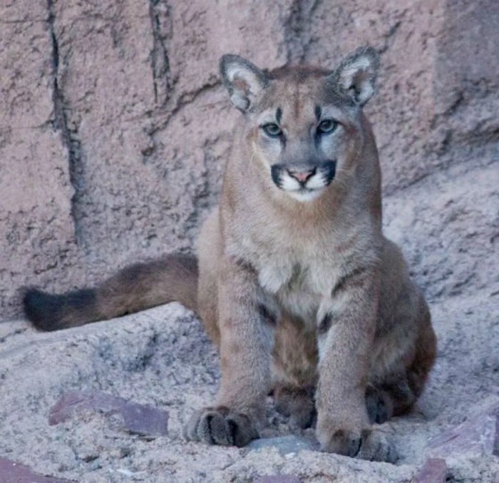 Mountain lion tucson medical center