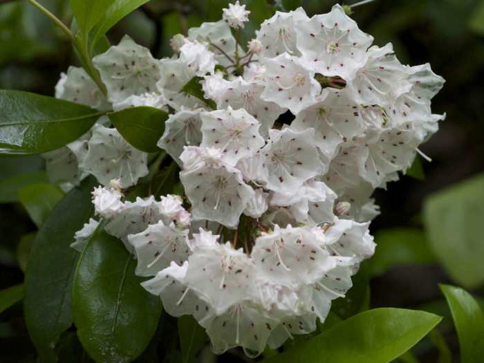 Mountain laurel texas