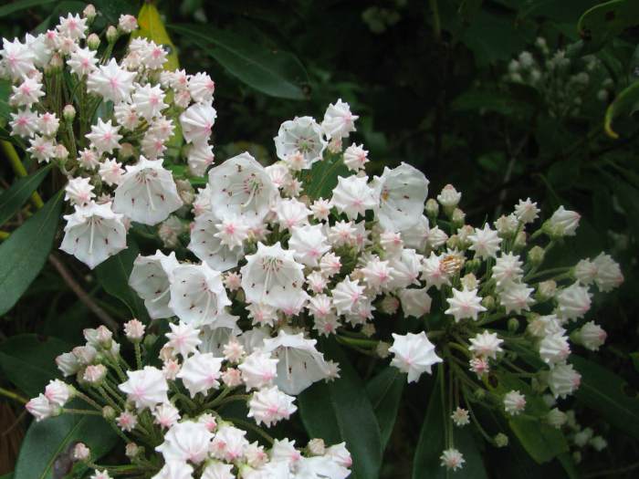 Mountain laurel tree