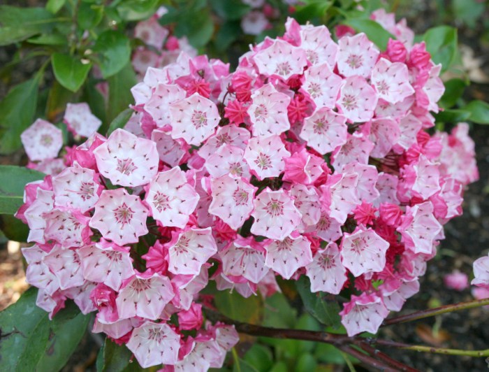 Kalmia latifolia churchill clementine file flowers laurel mountain pennsylvania connecticut commons