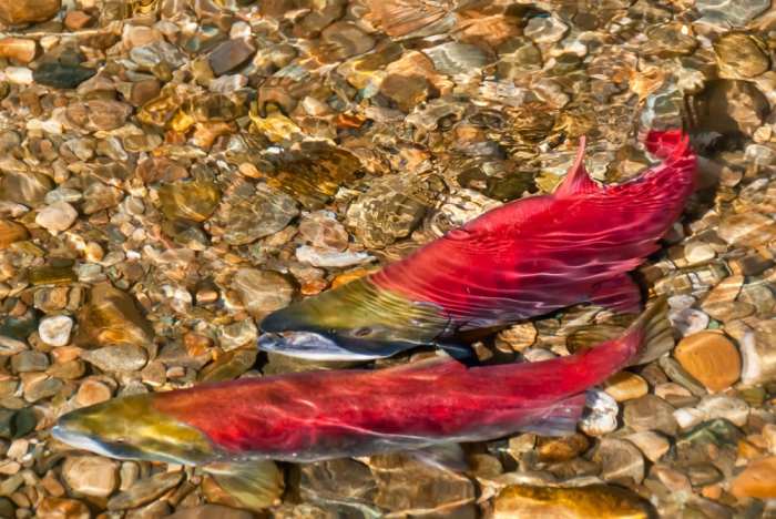 Kenai river fish counts